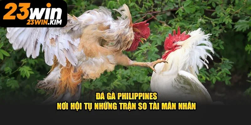 đá gà Philippines