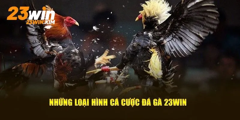 Top các loại hình giải trí đá gà 23win phổ biến hiện nay