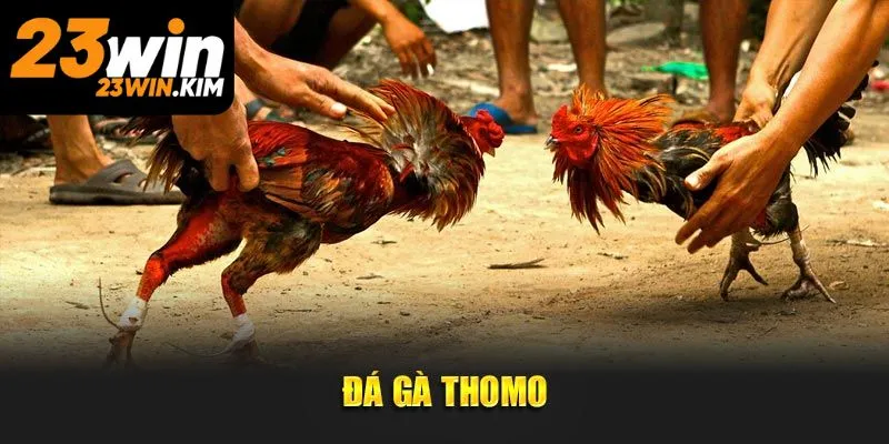 Ưu điểm khi tham gia đá gà Thomo Campuchia